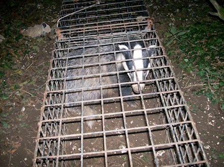 Dorset Badger ...
